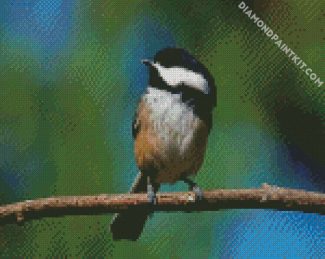 Chickadee Cute Bird diamond painting