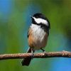 Chickadee Cute Bird diamond painting