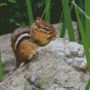 Chipmunks Animal diamond painting