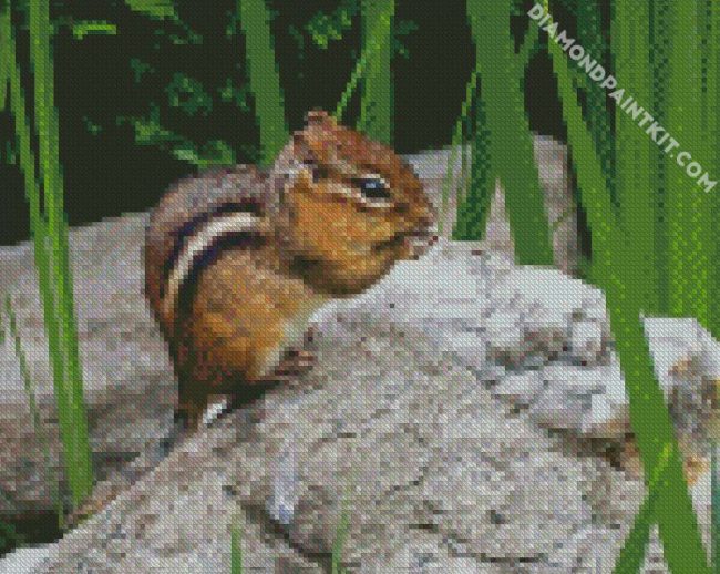 Chipmunks Animal diamond painting