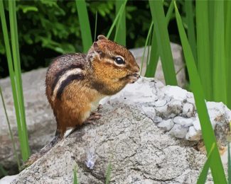 Chipmunks Animal diamond painting