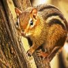 Chipmunks Animal In Tree diamond painting