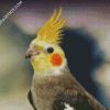 Cockatiel Bird diamond painting