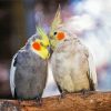 Cockatiel Lovers diamond painting