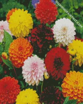 Colorful Dahlias diamond painting