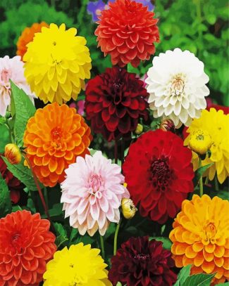 Colorful Dahlias diamond painting