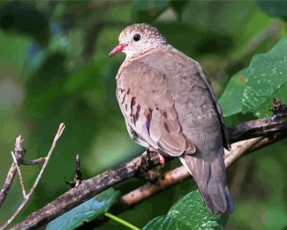 Common Dove Bird diamond painting