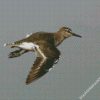 Common Sandpiper Bird diamond paintings