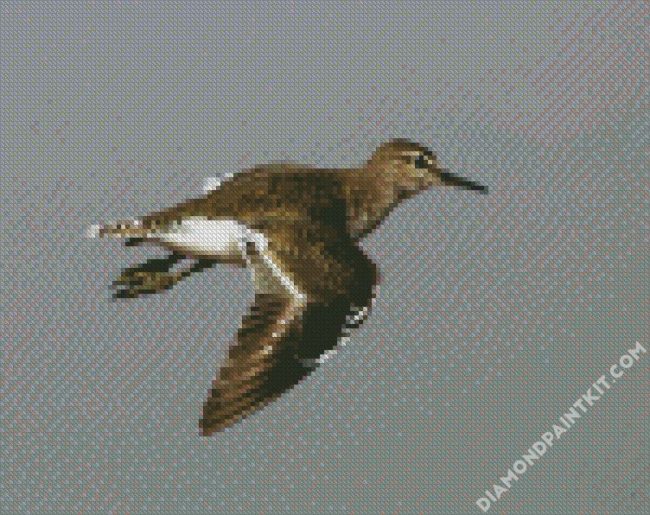 Common Sandpiper Bird diamond paintings