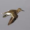 Common Sandpiper Bird diamond painting