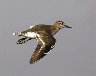 Common Sandpiper Bird diamond painting