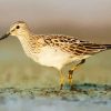 Common Sandpiper diamond painting