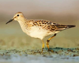 Common Sandpiper diamond painting