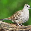 Common ground dove Bird diamond painting