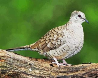 Common ground dove Bird diamond painting