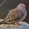 Common ground dove diamond paintings