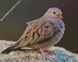 Common ground dove diamond paintings