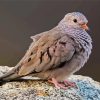 Common ground dove diamond painting