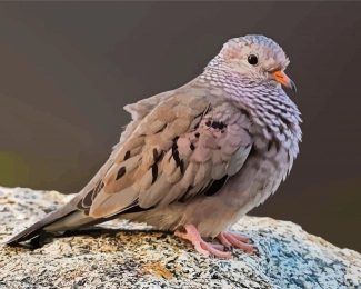 Common ground dove diamond painting