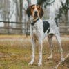 Coonhound diamond paintings