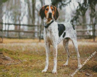 Coonhound diamond paintings