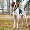 Coonhound diamond painting