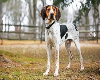 Coonhound diamond painting