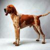 Coonhound dog diamond painting