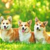 Corgie Dogs diamond painting