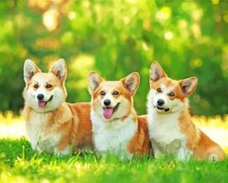 Corgie Dogs diamond painting