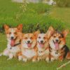 Corgie Puppies diamond paintings