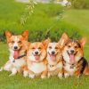 Corgie Puppies diamond painting