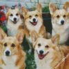 Corgis Animals diamond painting