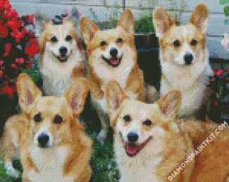 Corgis Animals diamond painting