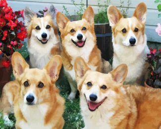 Corgis Animals diamond painting