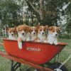 Corgis Little Puppies diamond painting