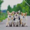 Corgis Puppies Animal diamond painting