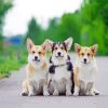 Corgis Puppies Animal diamond painting