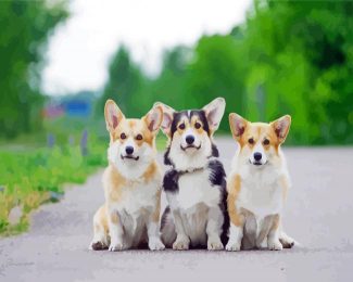 Corgis Puppies Animal diamond painting