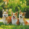 Corgis Puppies diamond painting