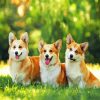 Corgis Puppies diamond painting