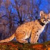 Cougar Cub diamond painting