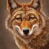 Coyote Face diamond painting