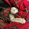 Cute Cat Sleeping In A Blanket diamond painting