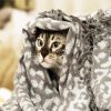 Cute Cat With A Blanket diamond painting