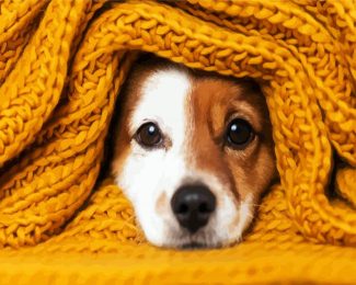 Cute Dog With Yellow Blanket diamond painting