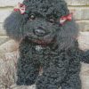 Cute Poodle Dog diamond paintings