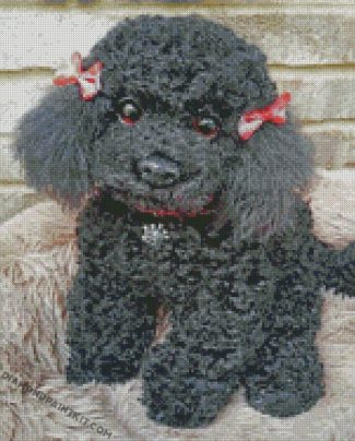 Cute Poodle Dog diamond paintings