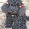 Cute Poodle Dog diamond painting