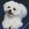 Cute White Bichon diamond painting